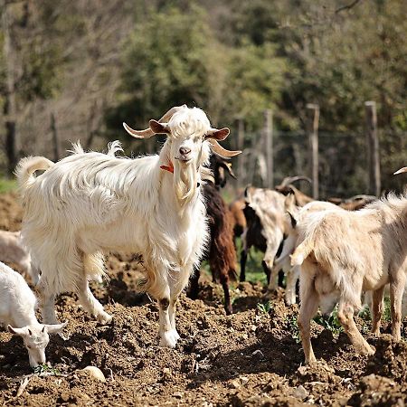 فيلا Casa Agricola Scorziello Serre  المظهر الخارجي الصورة