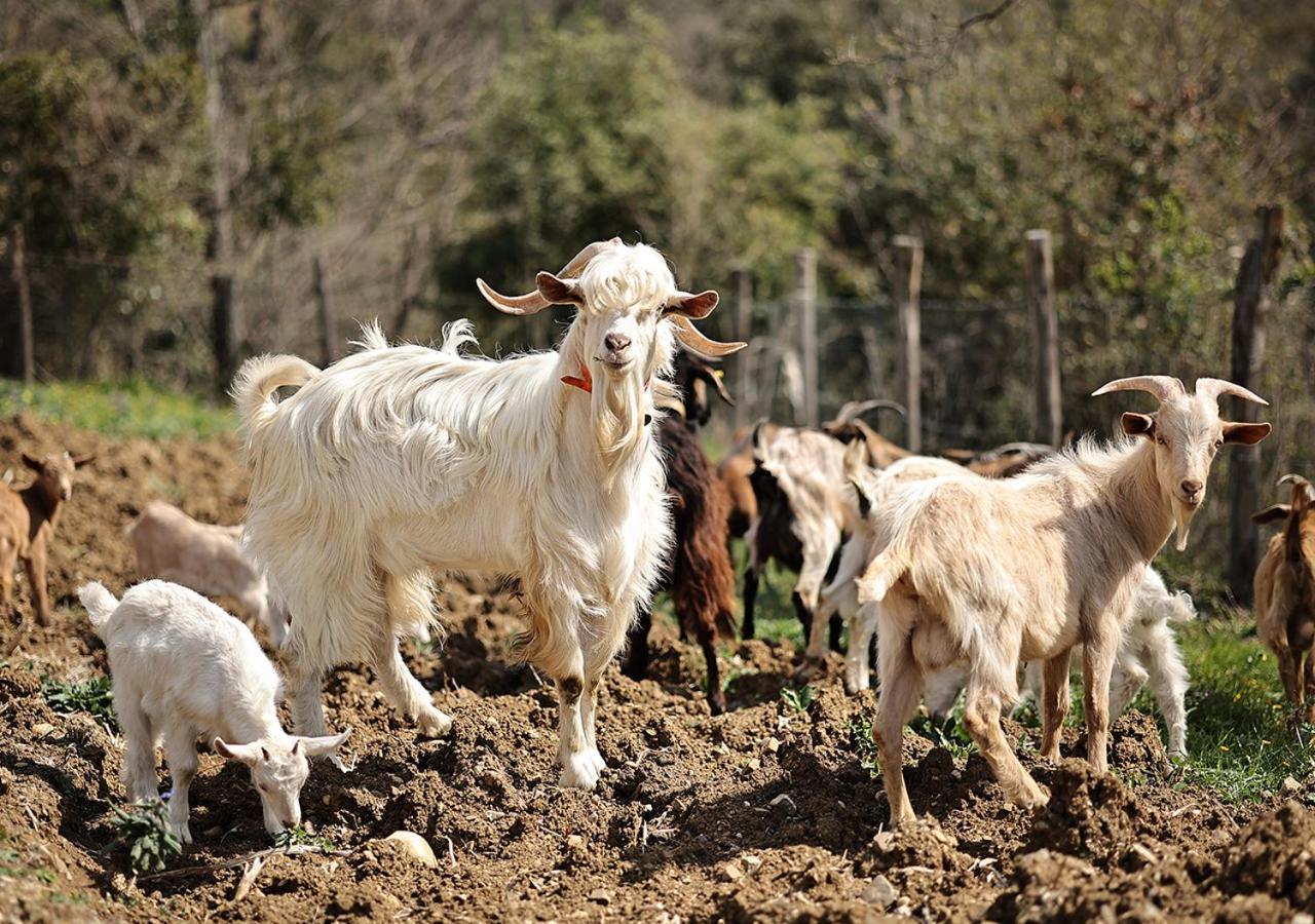 فيلا Serre في Casa Agricola Scorziello المظهر الخارجي الصورة